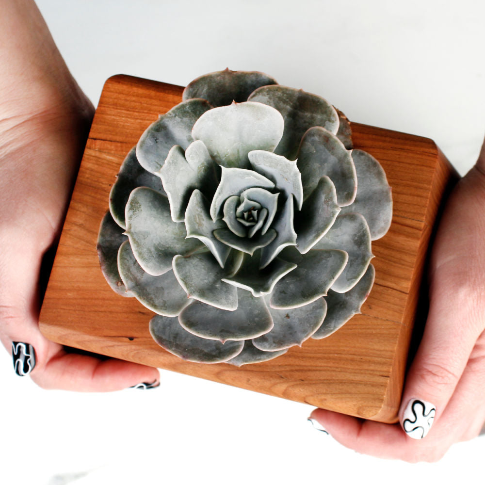 The Living Urn Planter - Bunker