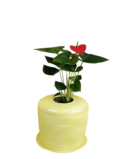 The Living Urn Indoors / Patio - Bunker