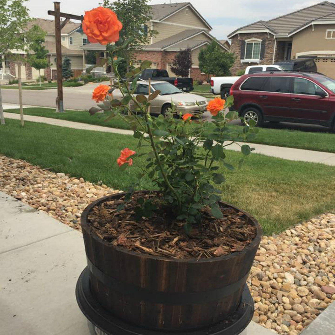 Living Urn System Only (use with your own tree, plant or flowers) - Bunker